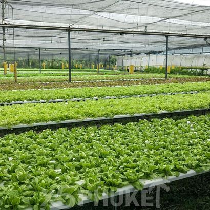 Плантация зелени